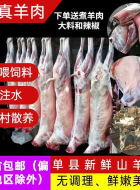 山东单县乡村溜达羊青山羊白山羊