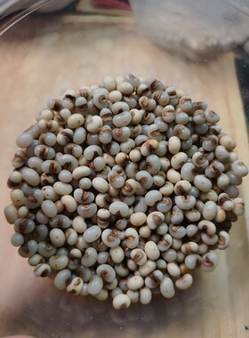金佛草棕榈籽可做手串手链配饰diy手工精筛宽度9mm左右颜色不一