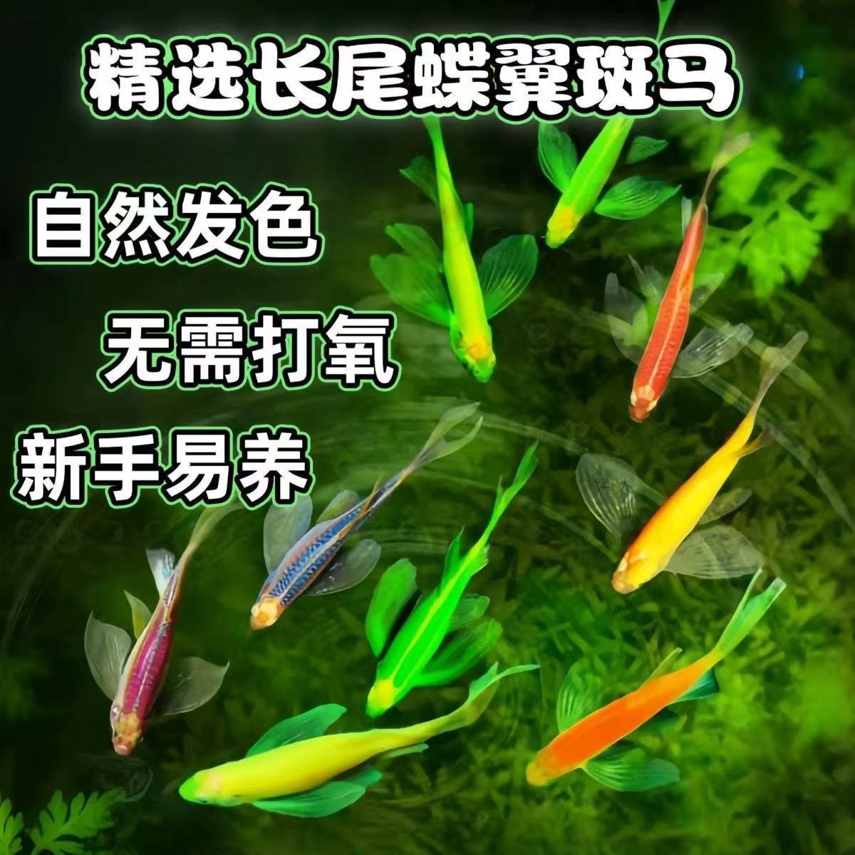 热带观赏鱼红蓝斑马鱼小型金鱼苗观赏鱼蝶翼精品孔雀红绿灯科活体