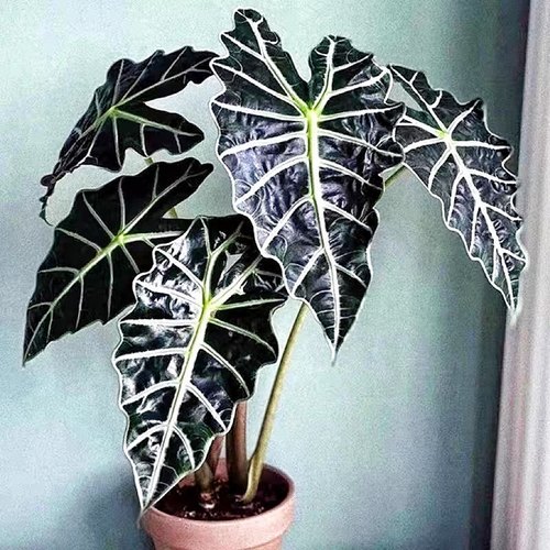 大仙女海芋室内颜值网红好养绿植