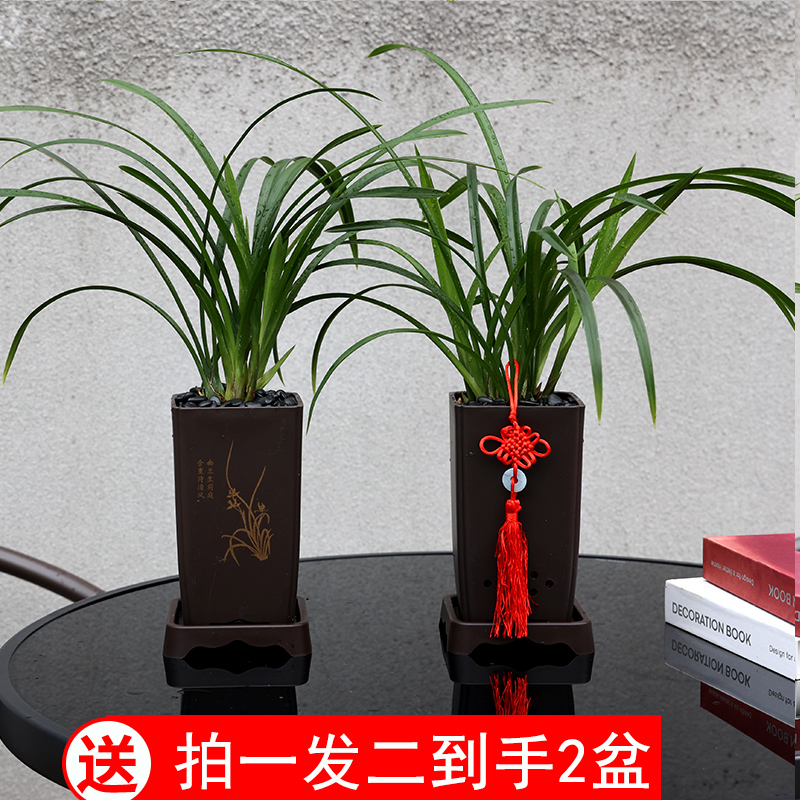 【兰花带盆】浓香四大名兰墨兰建兰春绿植室内盆栽客厅旺宅高级感