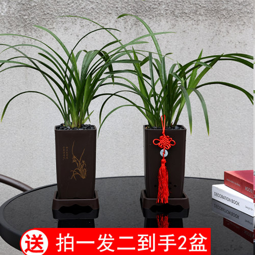 【兰花带盆】浓香四大名兰墨兰建兰春绿植室内盆栽客厅旺宅高级感