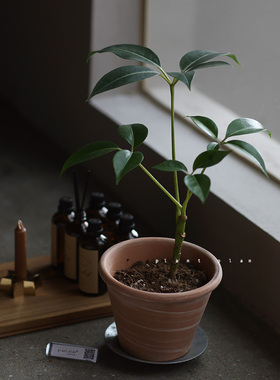 GIFTS 礼物系列 蔷薇之光日本大叶伞室内盆栽