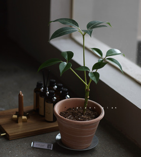 GIFTS 蔷薇之光日本大叶伞室内盆栽 礼物系列