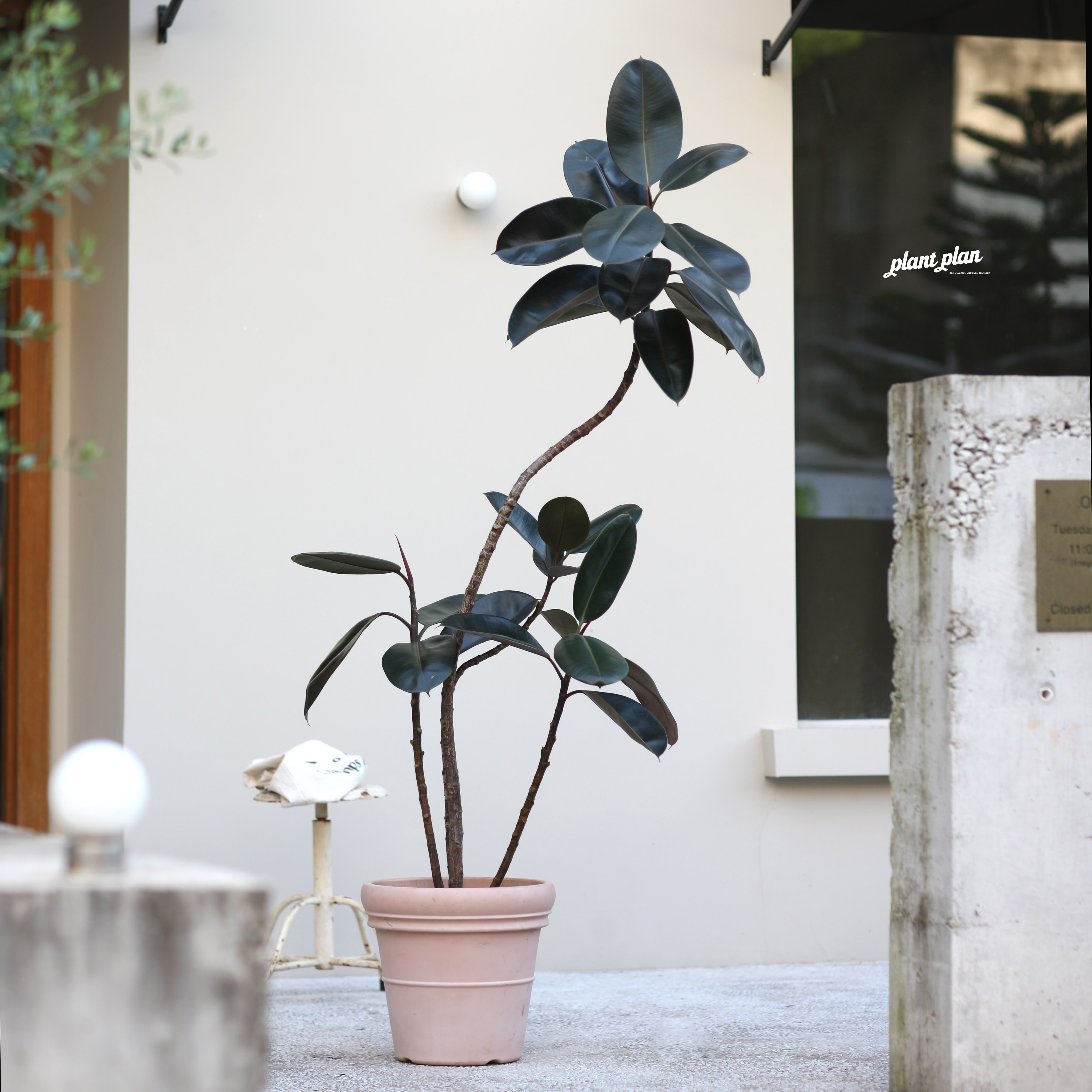 THE ONE 蔷薇之光大型造型黑橡皮黑金刚北欧客厅观叶绿植顺丰直邮