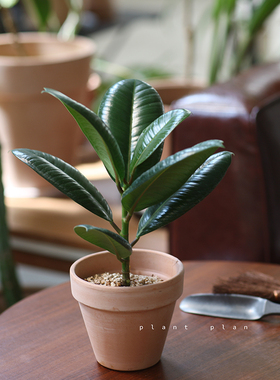 GIFTS | 蔷薇之光 北欧绿色橡皮树稀少品种 桌面窗台绿植