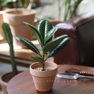 桌面窗台绿植 北欧绿色橡皮树稀少品种 GIFTS 蔷薇之光