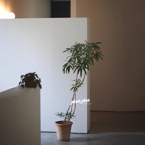 北欧落地观叶绿植净化空气