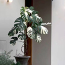 蔷薇之光白龟白锦化龟背竹 孤品 ins观叶绿植 ONE THE