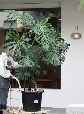 THE ONE | 孤品 蔷薇之光 多年生老桩多孔巨型龟背竹 造景绿植