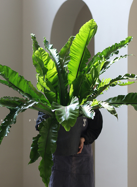 THE ONE | 蔷薇之光大型落地绿植 超大鸟巢蕨净化空气