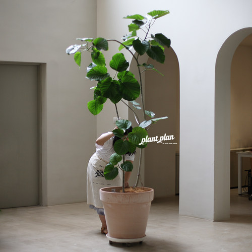 大型植物超级造型爱心榕