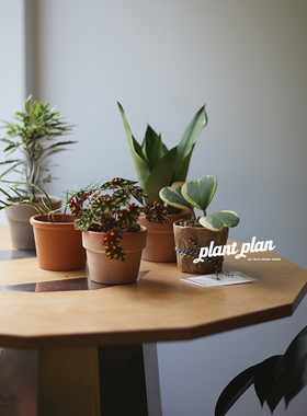 GIFTS | 蔷薇之光 礼物系列 北欧观叶小型桌面趣味绿植 送礼盆栽