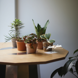 GIFTS | 蔷薇之光 礼物系列 北欧观叶小型桌面趣味绿植 送礼盆栽