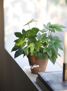 GIFTS | 蔷薇之光 圣诞系列 八角金盘北欧观叶小型桌面趣味绿植