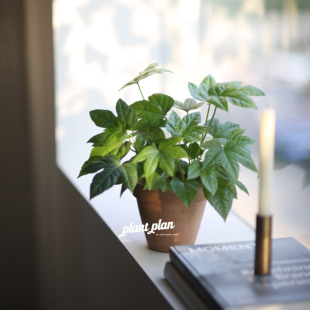 八角金盘北欧观叶小型桌面趣味绿植 圣诞系列 GIFTS 蔷薇之光