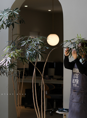 THE ONE |蔷薇之光 大型落地植物孔雀木 室内盆栽净化空气