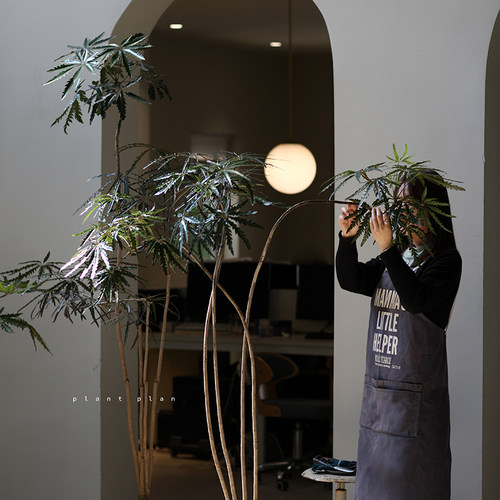 【多图拍照挑选】顺丰直送孔雀木