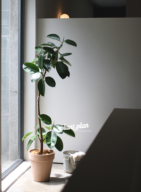 THE ONE |设计师空间系列 美国橡皮树 不规则大型绿橡皮树