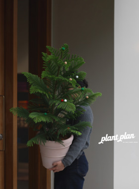 GIFTS | 蔷薇之光 礼物系列 中型澳洲杉 塔型圣诞树气氛绿植