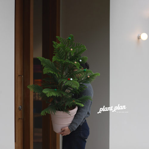 中型澳洲杉+美观+净化空气