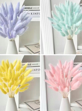 干花兔尾草狗尾草干花花束简约文艺客厅装饰摆设欧式田园摄影道具