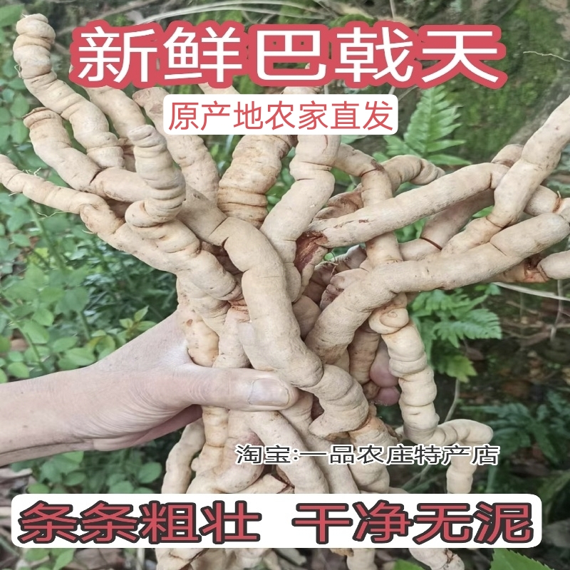 巴戟天中药材正宗德庆特级纯野生鸡肠风泡酒无硫煲汤材料新鲜现挖