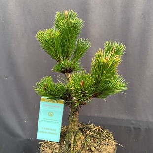 日本短针松树千寿丸树苗盆栽树桩苗黑松短针嫁接千寿丸苗