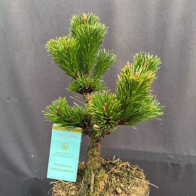 日本短针松树千寿丸树苗盆栽树桩苗黑松短针嫁接千寿丸苗