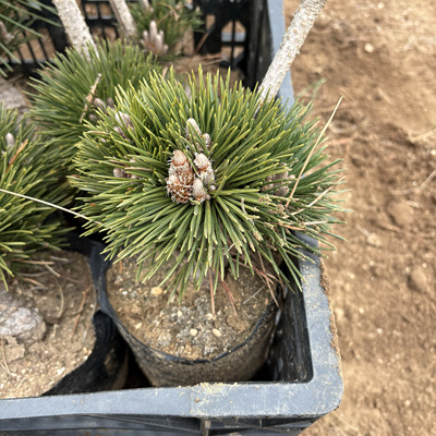 千寿丸黑松爆球矮壮素材带坨很桩贵品黑松千寿丸短针