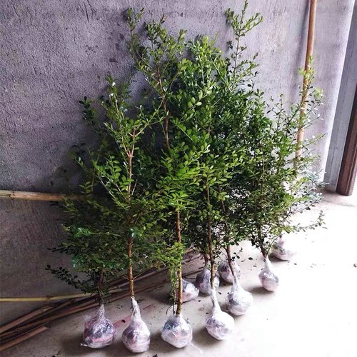 独杆黄杨树苗小叶黄杨苗盆栽瓜子黄杨球苗高杆黄杨盆景树桩素材苗