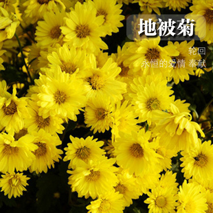 地被菊种子矮生菊花籽庭院阳台易种易发芽菊花盆栽菊花子