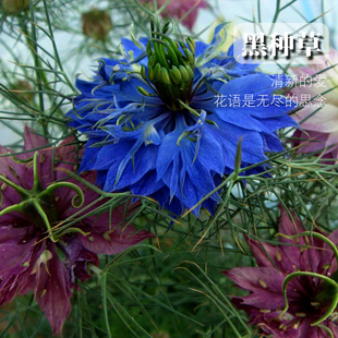 黑种草种子阳台盆栽植物观花种一年生花种籽宝石花籽四季易播草花