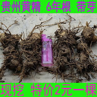 6年 黄精老虎姜 带芽带须 根块 贵州农家种植苗新鲜 可做种子盆栽
