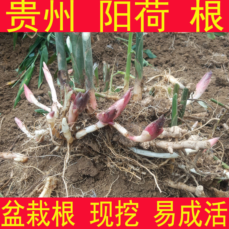 阳荷盆栽根 洋荷 阳荷姜 阳霍襄荷 阳荷根 贵州农家种植根 地开花
