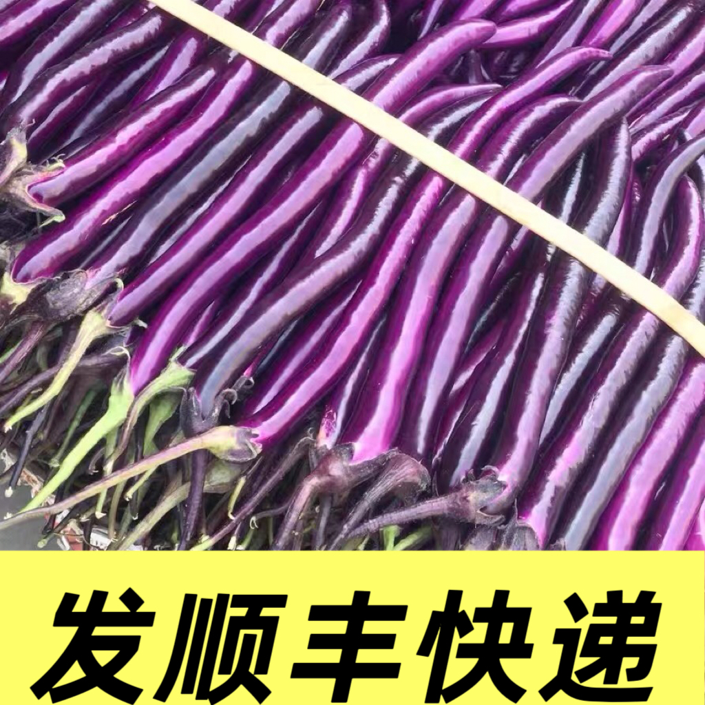 浙江温州薄皮当天采摘包邮茄子