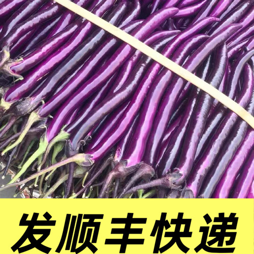 浙江温州薄皮当天采摘包邮茄子