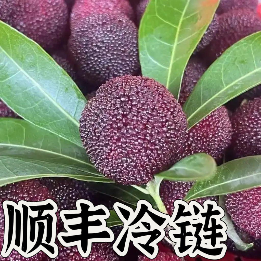 【顺丰】浙江温州特产本地新鲜杨梅 现摘摘发应季水果多汁大果