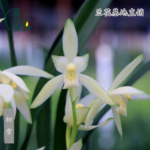 高端四季建兰老种初雪白花素心花
