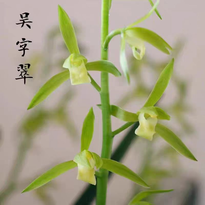 老种墨兰素花吴字翠带花浓香好养