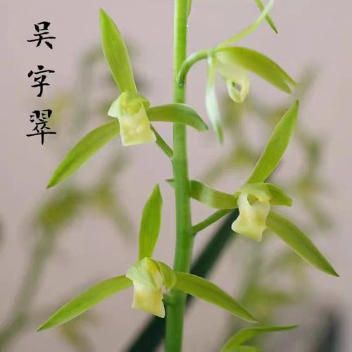 老种墨兰素花吴字翠带花浓香好养