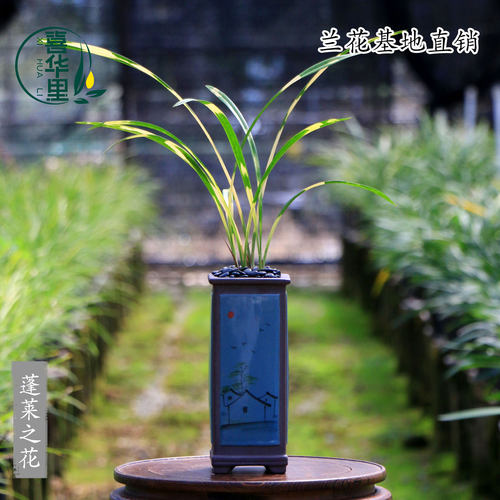 高端四季建兰花苗老种蓬莱之花
