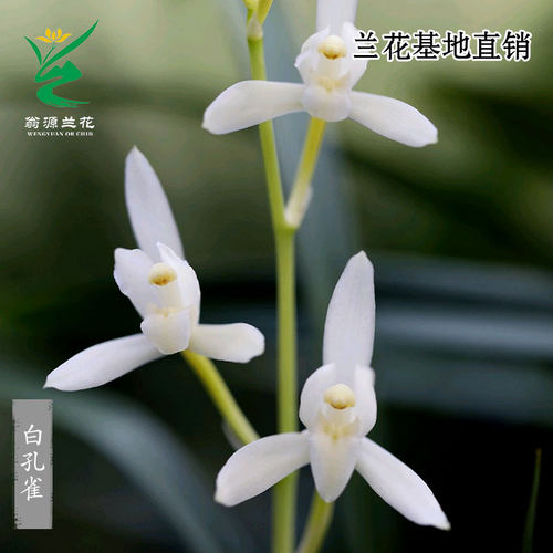 高端四季建兰白孔雀带花浓香好养
