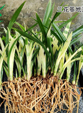 翁源兰花高端艺草墨兰大唐江山老种四季建兰七彩丹霞好养带花浓香