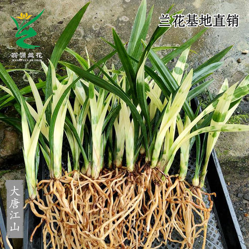 翁源兰花苗高端艺草墨兰大唐江山