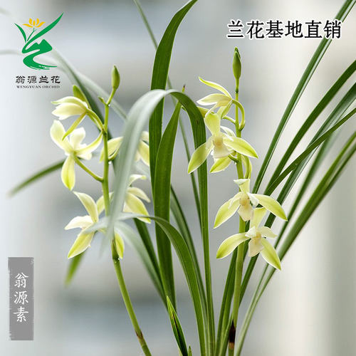 四季建兰老种翁源素心带花芽浓香
