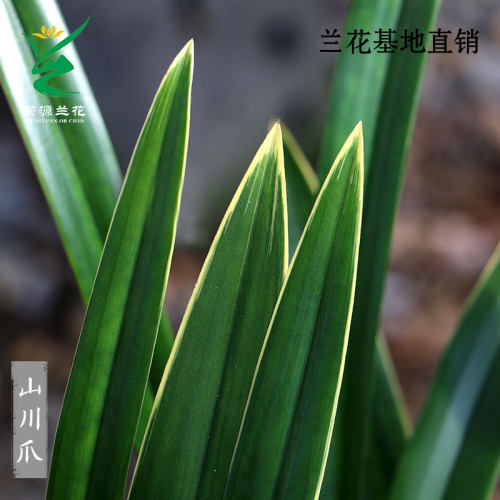 金边墨兰老种企黑山川爪带花浓香