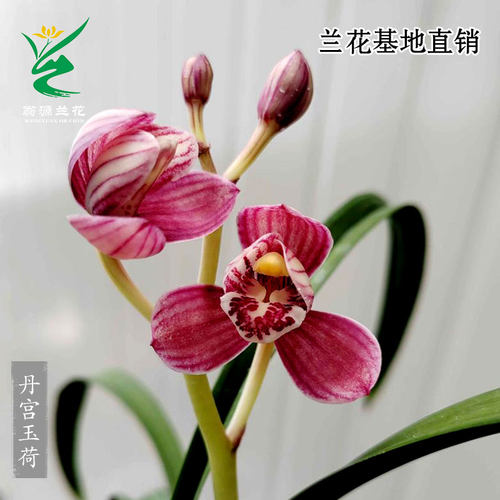 翁源兰花苗四季建兰丹宫玉荷带花