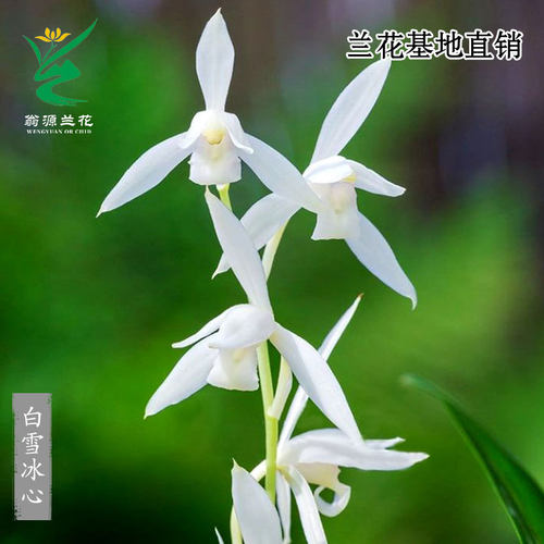 兰花苗老种四季建兰花苗白雪冰心