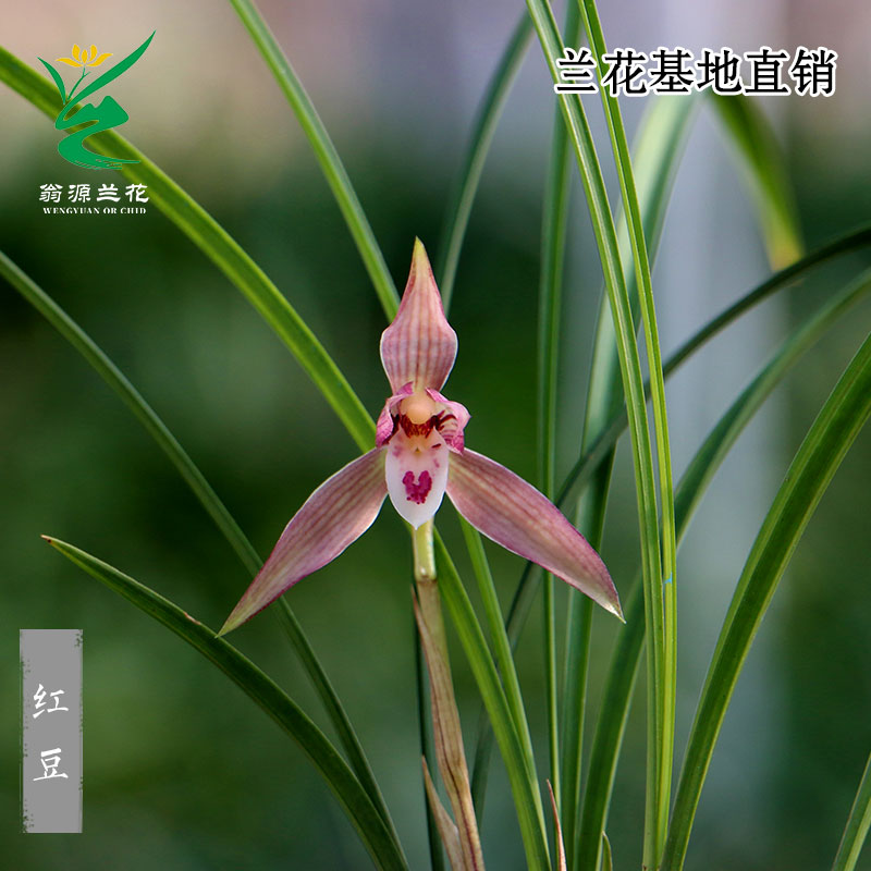 翁源兰花老种高端春兰红豆带花香